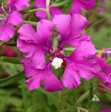 Deerhorn Clarkia – Colorful Wildflower Seeds