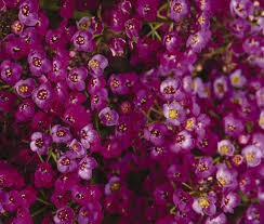 Alyssum Purple Royal Carpet Lobularia Maritima – Perennial Groundcover Flower Seeds