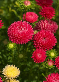 Aster Milady Scarlet Red Dwarf Callistephus Chinensis – Compact Garden Flower Seeds