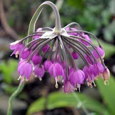 Nodding Onion Allium Cernuum – Pink Garden Vegetable Seeds