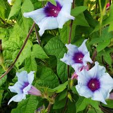 Kikyo Sora Japanese – Garden Flower Seeds