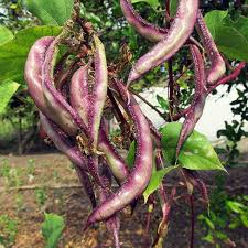 Hyacinth Bean Lablab Purpureus – Climbing Vegetable Seeds