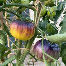 Sart Rolaise Tomato – Heirloom Vegetable Garden Seeds