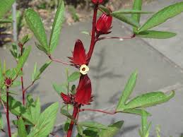 Roselle – Edible Vegetable Flower Seeds