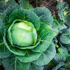 Late Flat Dutch – Garden Vegetable Seeds