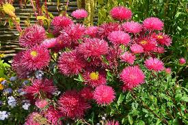 Aster Needle Unicum Salmon Pink Callistephus Chinensis – Dwarf Garden Flower Seeds
