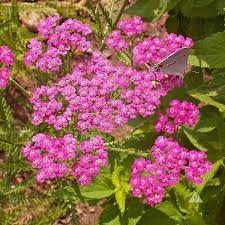 Nodding Catchfly – Hardy Wildflower Garden Seeds