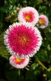 Aster Pompon Hinomaru Callistephus Chinensis – Dwarf Garden Flower Seeds