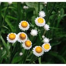 Ammobium Alatum Grandiflorum – Hardy Garden Flower Seeds