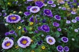 Aster Pompon Blue Moon Callistephus Chinensis – Dwarf Pompon Garden Flower Seeds