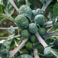 Brussels Cabbage – Hardy Vegetable Seeds