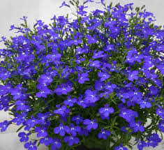Lobelia Blue Mrs Clibran Lobelia Erinus – Colorful Garden Flower Seeds