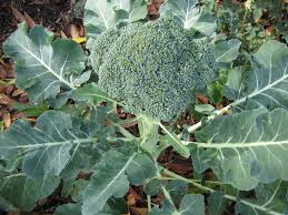 Broccoli Seeds Non-GMO Fresh Garden Heirloom Green Sprouting Calabrese