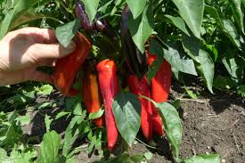 Red Marconi Sweet Pepper – Heirloom Vegetable Garden Seeds