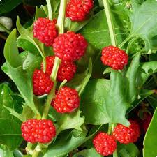 Strawberry Spinach Chenopodium Foliosum – Hardy Vegetable Seeds