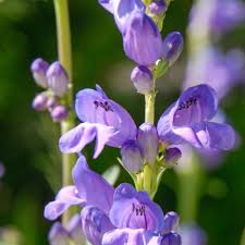 Rocky Mountain Penstemon – Hardy Wildflower Garden Seeds