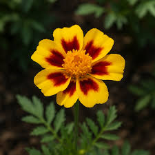Dainty Marietta French Marigold – Colorful Wildflower Garden Seeds