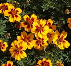 Dainty Marietta French Marigold – Colorful Wildflower Garden Seeds