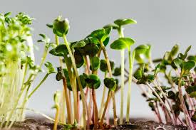 Microgreens Mix - Basil, Onion, Radish, Alfalfa, Wheatgrass - 5 of The Best