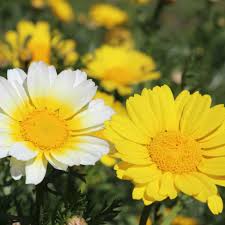Garland Daisy – Colorful Wildflower Garden Seeds