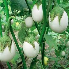 White Round Eggplant Solanum Melongena – Hardy Vegetable Seeds