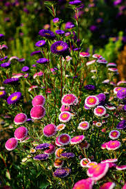 Aster Pompon Hinomaru Callistephus Chinensis – Dwarf Garden Flower Seeds