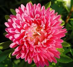 Aster Needle Unicum Salmon Pink Callistephus Chinensis – Dwarf Garden Flower Seeds