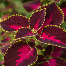 Coleus Solenostemon Scutellarioides – Chocolate Covered Cherry Garden Seeds