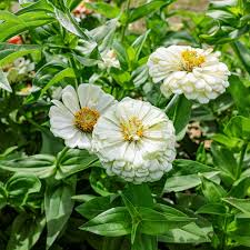 Zinnia Polar Bear Zinnia Elegans – Compact Garden Flower Seeds