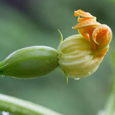 Spaghetti Squash – Climbing Vegetable Seeds