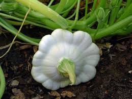 Scalloped Summer Squash – Vegetable Seeds