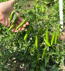 Serrano Chili – Hot Vegetable Garden Seeds