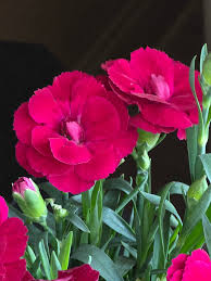 Carnation Dianthus Caryophyllus – Chabaud Magenta Flower Seeds