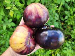Sart Rolaise Tomato – Heirloom Vegetable Garden Seeds