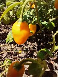 Honey Badger Manzano Chile – Vegetable Garden Seeds