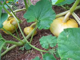 Tiny Turks Turban Pumpkin – Vegetable Seeds