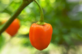 Orange Manzano Pepper – Spicy Garden Vegetable Seeds