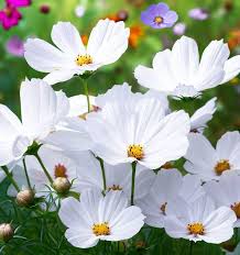 Cosmos Purity Cosmos Bipinnatus – Elegant Garden Flower Seeds