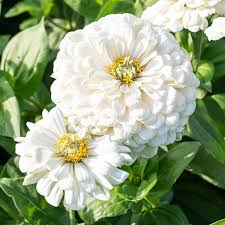 Zinnia Polar Bear Zinnia Elegans – Compact Garden Flower Seeds