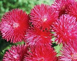 Aster Needle Unicum Salmon Pink Callistephus Chinensis – Dwarf Garden Flower Seeds