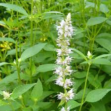 Anise Hyssop Snow White Spike Agastache Foeniculum – Elegant Herb & Flower Seeds