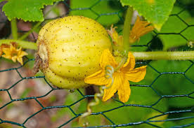Lemon Cucumber Seeds To Grow Exotic Vegetable