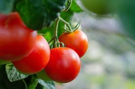 Floradade Tomato – Classic Red Vegetable Seeds