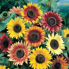 Sunflower Helianthus Annuus – Autumn Beauty Garden Flower Seeds