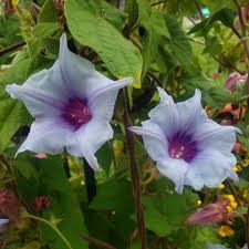 Kikyo Okina Sora – Garden Flower Seeds
