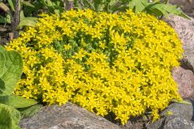 Sedum Gold Moss Stonecrop Sedum Acre – Succulent Groundcover Seeds