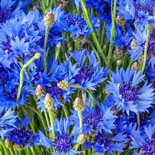 Cornflower Bachelor’s Button Blue Centaurea Cyanus – Vibrant Garden Flower Seeds