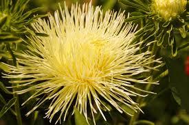 Aster Needle Unicum Yellow Callistephus Chinensis – Dwarf Garden Flower Seeds