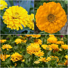 Zinnia Canary Bird Zinnia Elegans – Vibrant Garden Flower Seeds