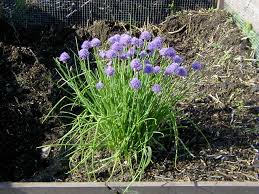 Chives Allium Schoenoprasum – Culinary Herb Vegetable Seeds